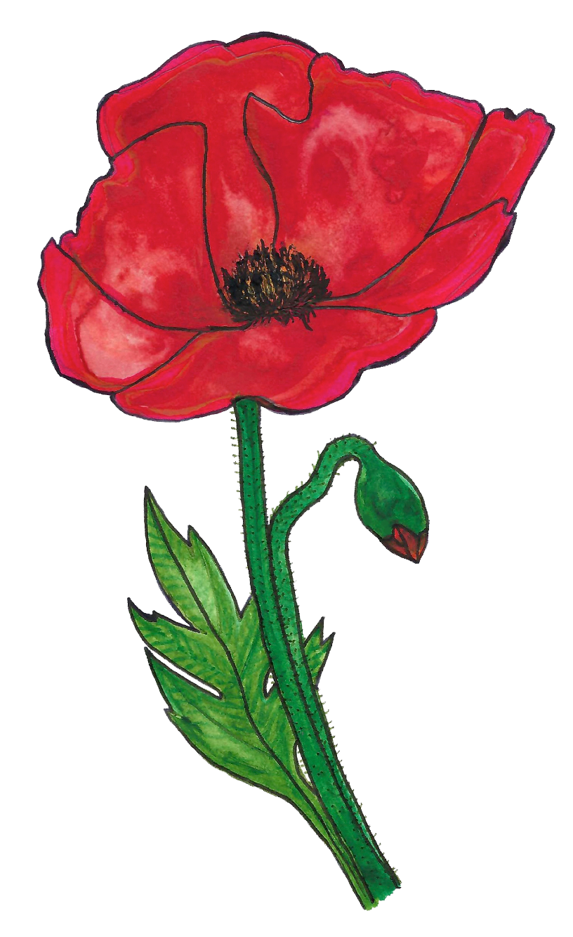 Poppy Drawing Honoring 'L'